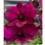 Dendrobium Sakda Beauty